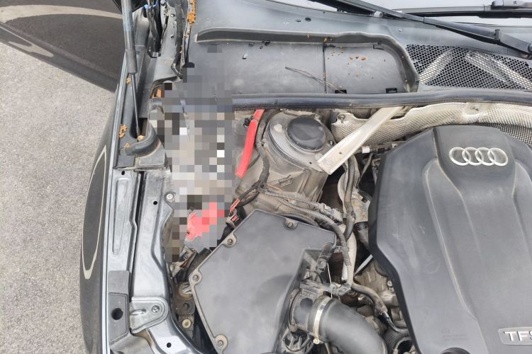 Used Audi A4L 2019 40 TFSI Fashion Edition China VI Emission Standard Engine Bay Right