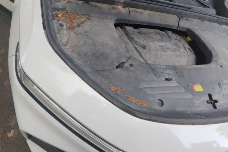 Used Baojun RS-5 2019 1.5T CVT Super Connected Trendy Edition China VI Engine Bay Right