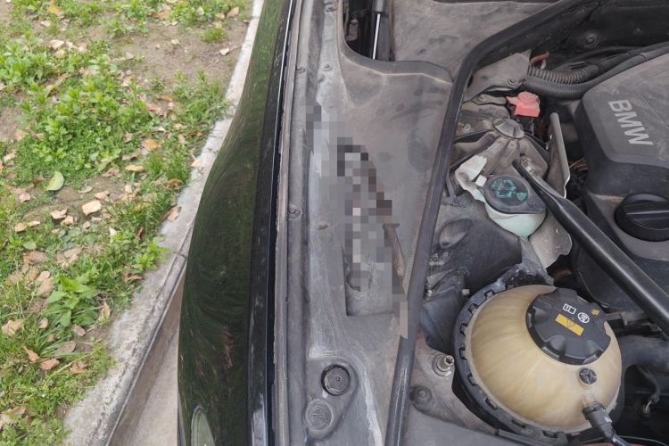 Used BMW 5 Series 2014 520Li Elegant Model Engine Bay Right