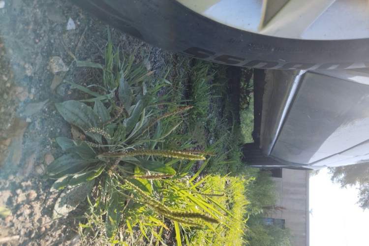 Used Buick GL8 2014 2.4L Classic Edition Chassis Front Left