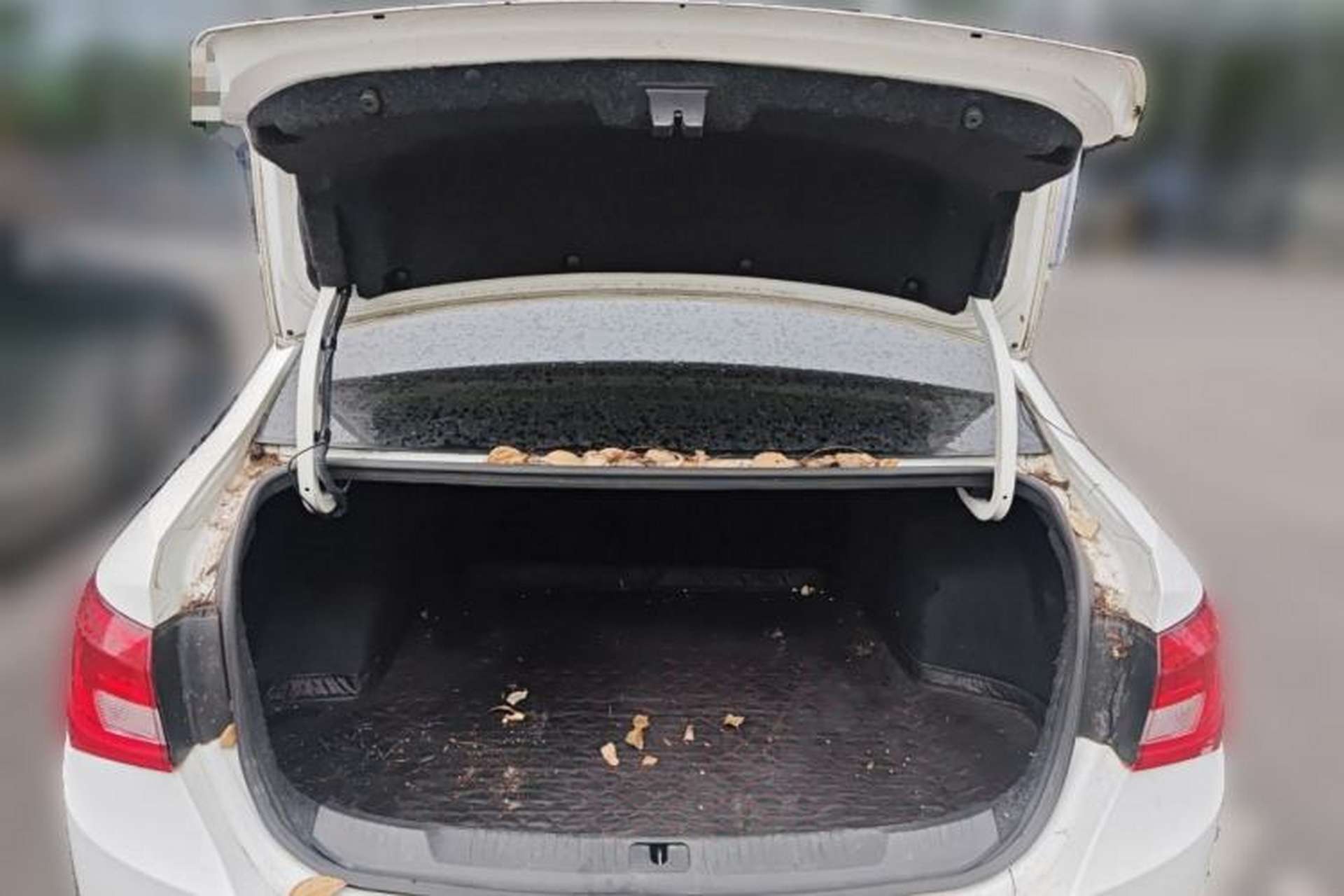 Used Buick GT 2015 15N Automatic Elite Version Trunk