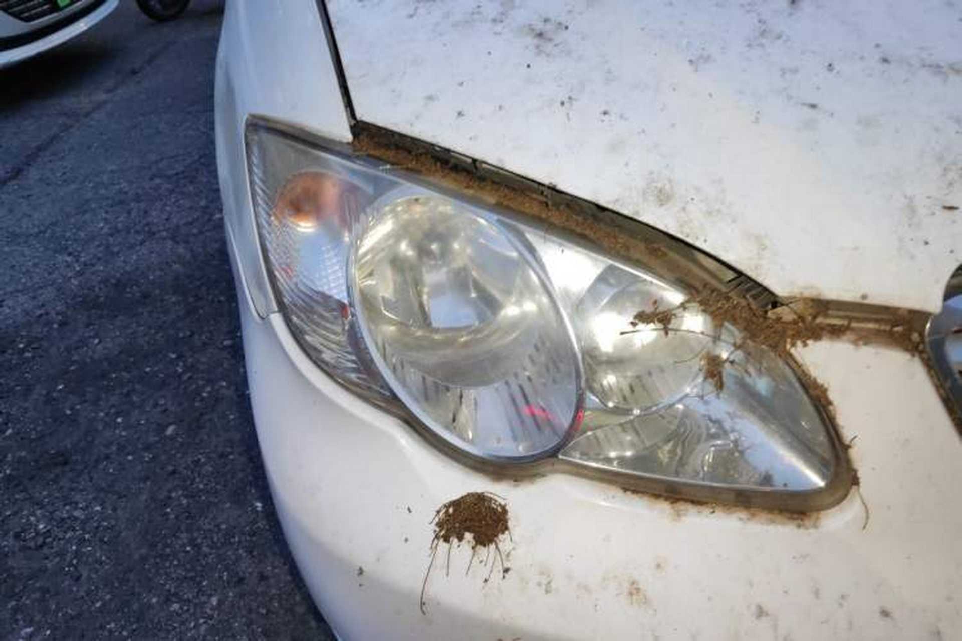 Used BYD F3 2013 Energy-Efficient Model 1.5L Manual Comfort Version Right Front Headlight