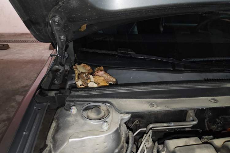 Used BYD Qin PLUS 2021 DM-i 55KM Flagship Model Engine Bay Right