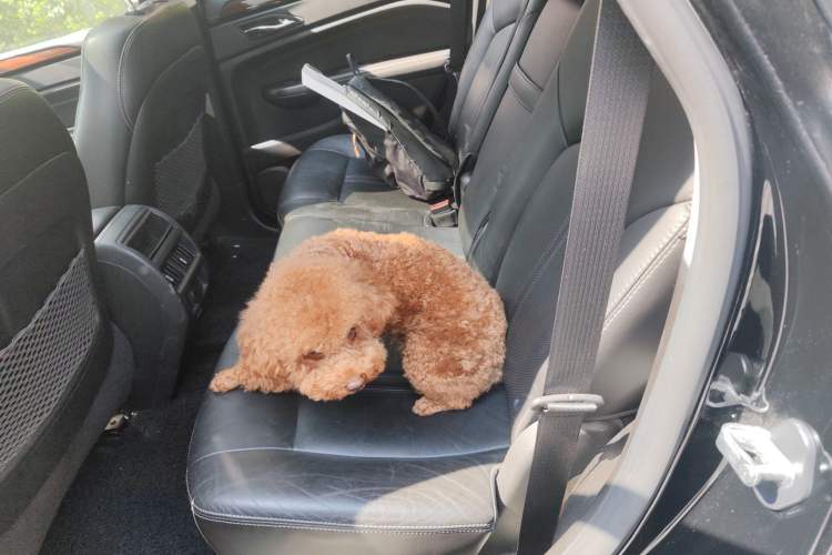 Used Cadillac SRX 2013 3.0L Elite Model Left Rear Seat