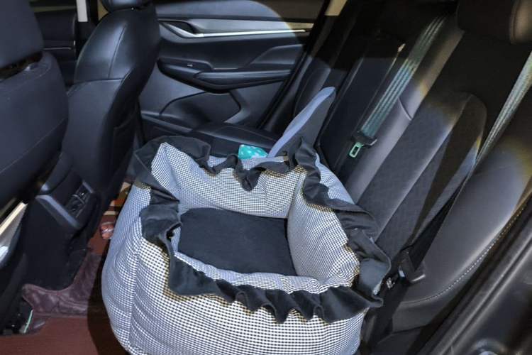 Used CHANGAN CS55PLUS 2021 Blue Whale Edition 1.5T DCT Luxury Model Left Rear Seat