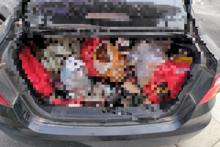 Used CHANGAN Eado 2014 1.6L Manual Luxury Model Trunk