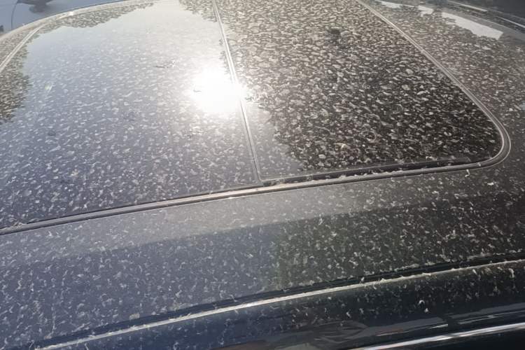 Used CHANGAN Eado 2024 1.5T GDI Automatic Flagship Edition Roof
