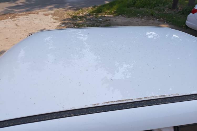 Used CHANGAN NEVO Lumin 2024 130km Qingyue Version Roof