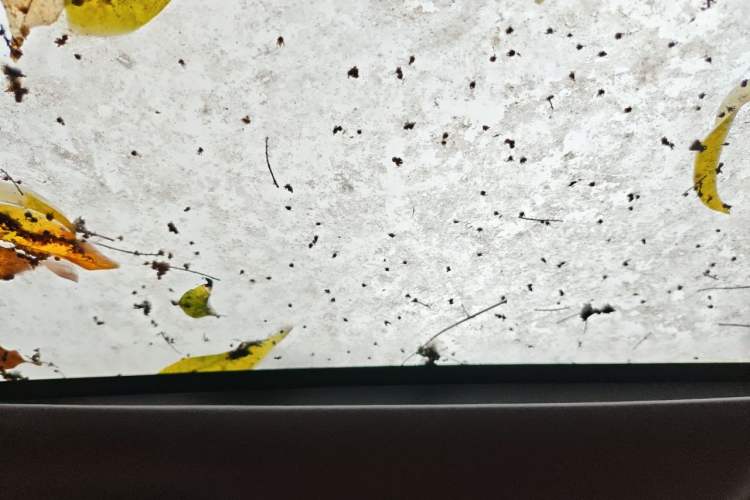 Used Deepal S05 2024 510Max Pure Electric Version Headliner