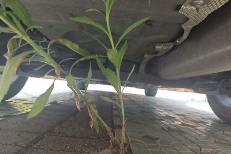 Used Dongfeng Aeolus Yixuan 2023 Mach Edition 1.5L Automatic Chasing Shadow Version Chassis Rear