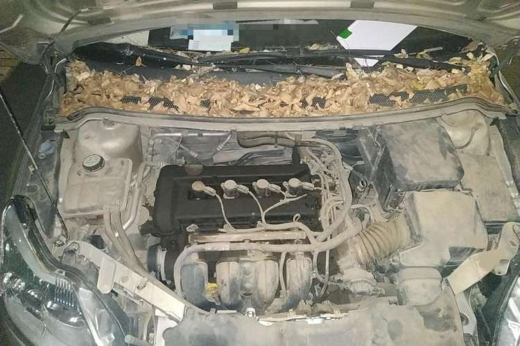 Used Ford Focus 2009 Sedan 1.8L Automatic Fashion Edition Engine Bay
