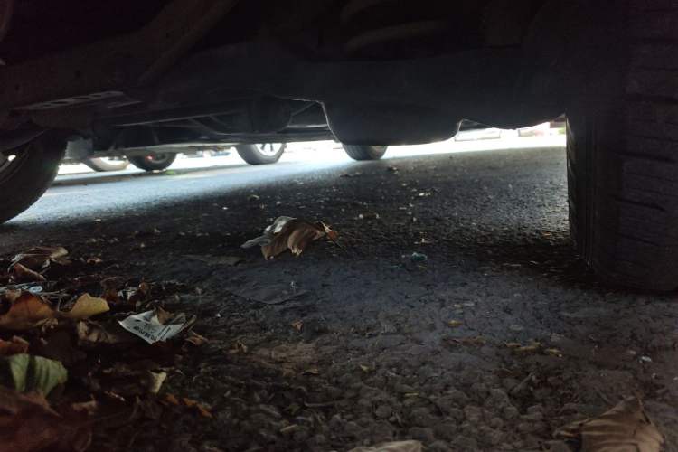 Used Ford Focus 2012 Sedan 1.6L Automatic Comfort Model Chassis Rear