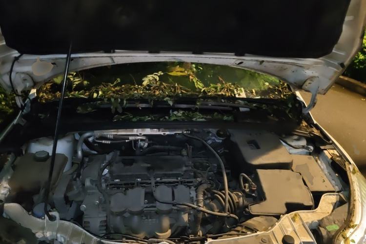 Used Ford Focus 2012 Sedan 1.6L Manual Fashion Edition Engine Bay