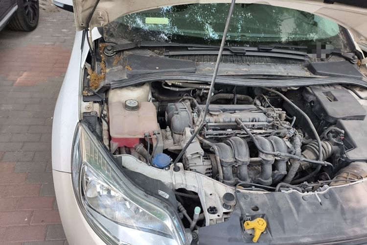 Used Ford Focus 2012 Sedan 1.6L Manual Comfort Model Engine Bay Right