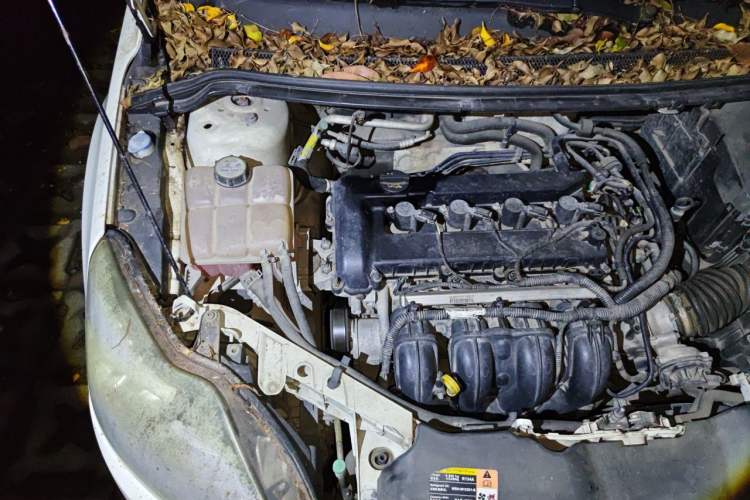Used Ford Focus 2013 Hatchback Classic 1.8L Automatic Base Model Engine Bay Right
