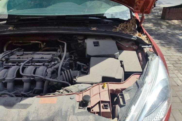 Used Ford Focus 2015 Sedan 1.6L Manual Comfort Model Engine Bay Left