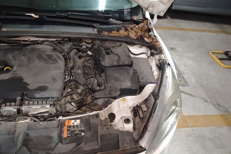 Used Ford Focus 2017 Hatchback EcoBoost 180 Automatic Elite Model Engine Bay Left