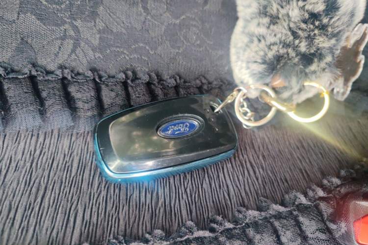 Used Ford Focus 2020 Hatchback 1.5L Automatic Sharp Edition Vehicle Key