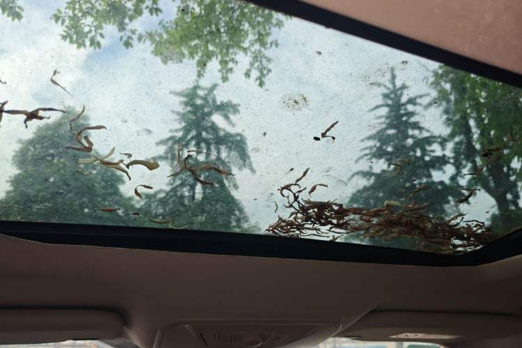 Used Ford Kuga 2013 2.0L GTDi Four-Wheel-Drive Sport Model Headliner