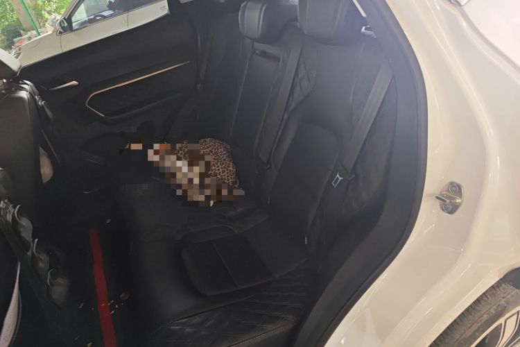 Used Haval H6 2021 1.5 GDIT Automatic Champion Edition Left Rear Seat