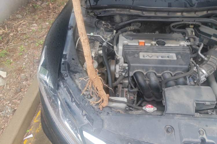 Used Honda Crosstour 2016 2.4L Luxury Edition Engine Bay Right