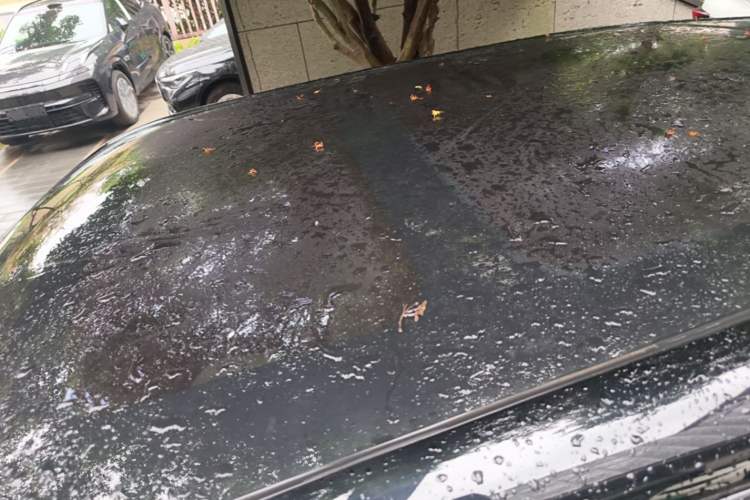 Used Honda S7 2025 Trailblazer Edition Roof