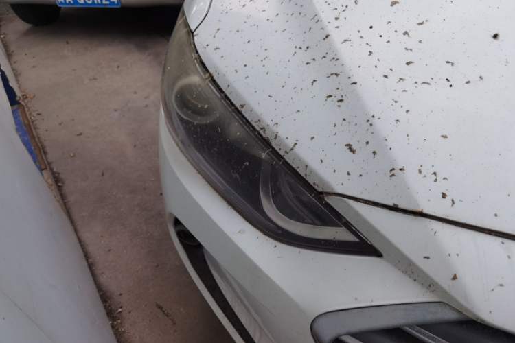 Used Hyundai Elantra (6th Generation / Lingdong) 2016 1.6L Automatic ZhiXuan – Elite Version Right Front Headlight