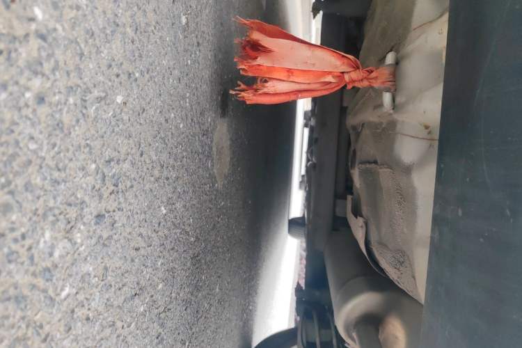 Used Hyundai Verna (older generation) 2014 1.4L Automatic Smart GLS Chassis Rear