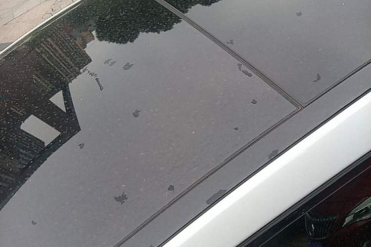 Used Jaguar XFL 2020 XFL 2.0T P200 Two-Wheel-Drive Rally Flag Edition Roof
