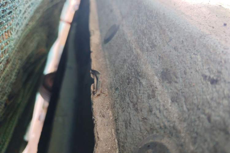 Used Kia Forte 2011 1.6L MT GLS Chassis Front Right