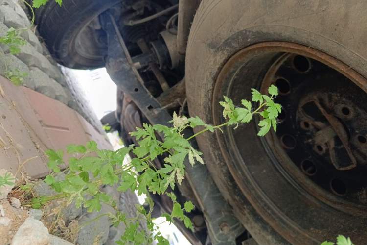 Used Lincoln Navigator 2010 Presidential Number Chassis Rear