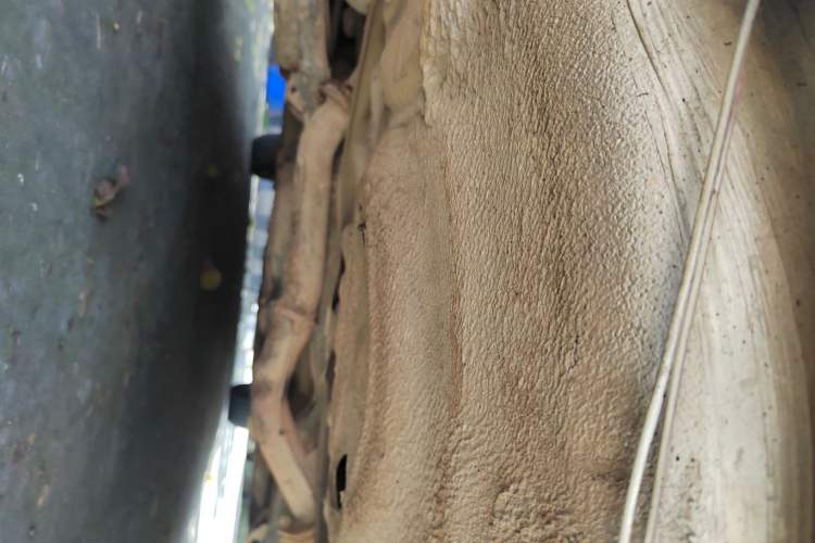 Used Mazda 6 2013 2.0L Automatic Fashion Edition Chassis Rear