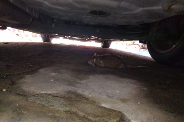 Used Nissan Sylphy 2014 1.6XV CVT Deluxe Edition Chassis Rear