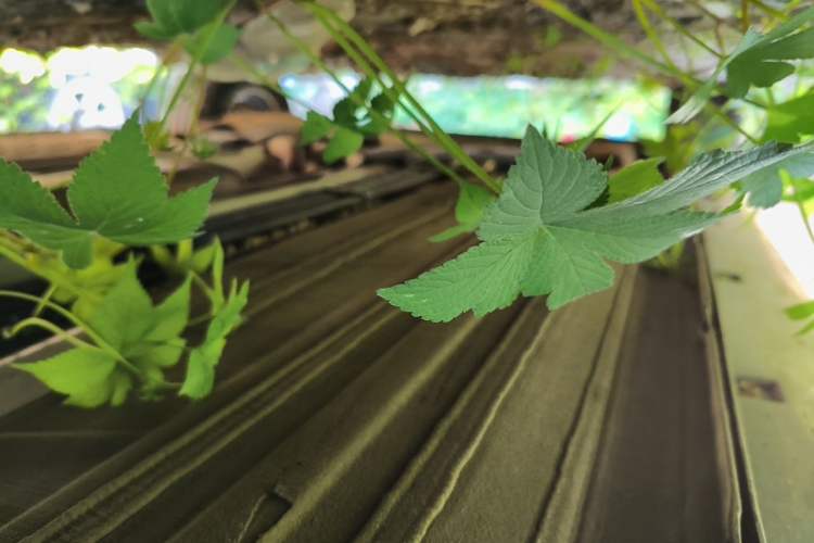 Used Nissan Sylphy 2019 Classic 1.6XE+ CVT Smart Connect Luxury Edition Chassis Front Right