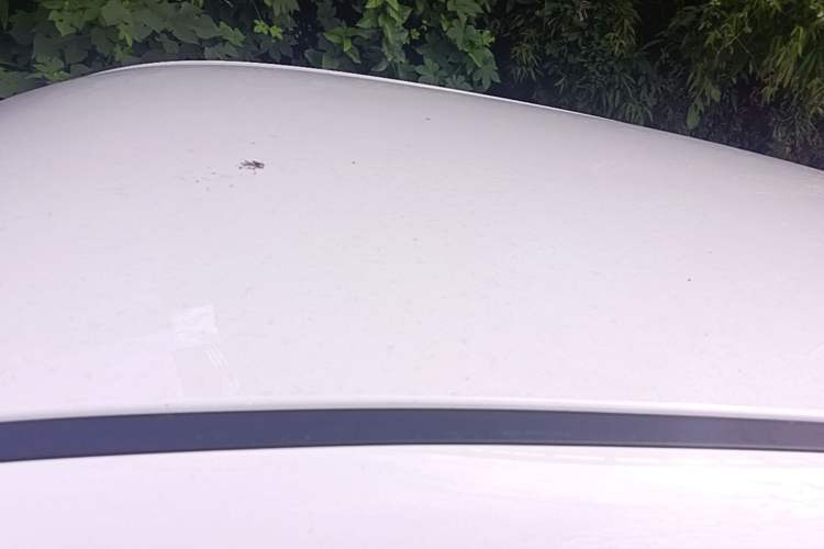 Used ORA Black Cat 2021 301km Cute Pet Edition Roof