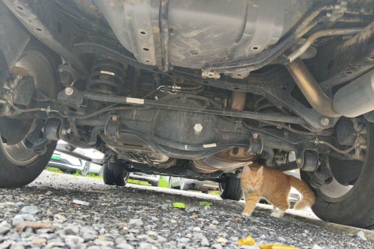 Used Tank 500 New Energy 2024 Hi4-T Chassis Rear