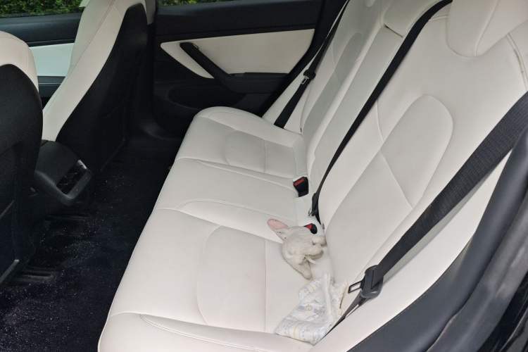 Used Tesla Model 3 2020 Revised Version Standard Range Rear-Wheel Drive – Upgraded Edition Left Rear Seat