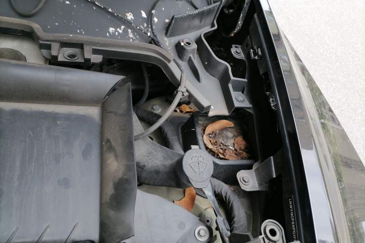 Used Tesla Model Y 2022 Revised Version Rear-Wheel Drive Engine Bay Left