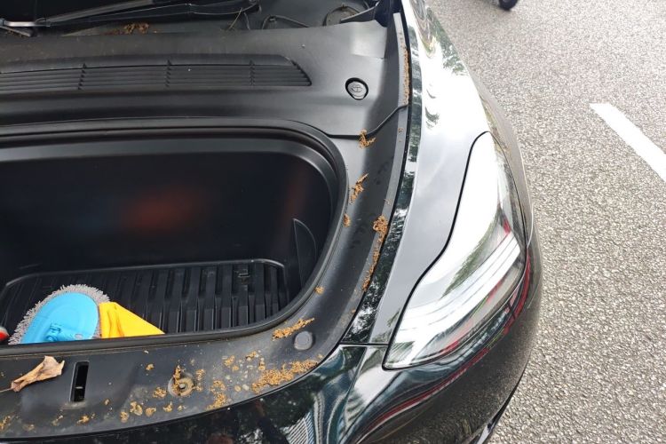 Used Tesla Model Y 2022 Rear-Wheel-Drive Version Engine Bay Left