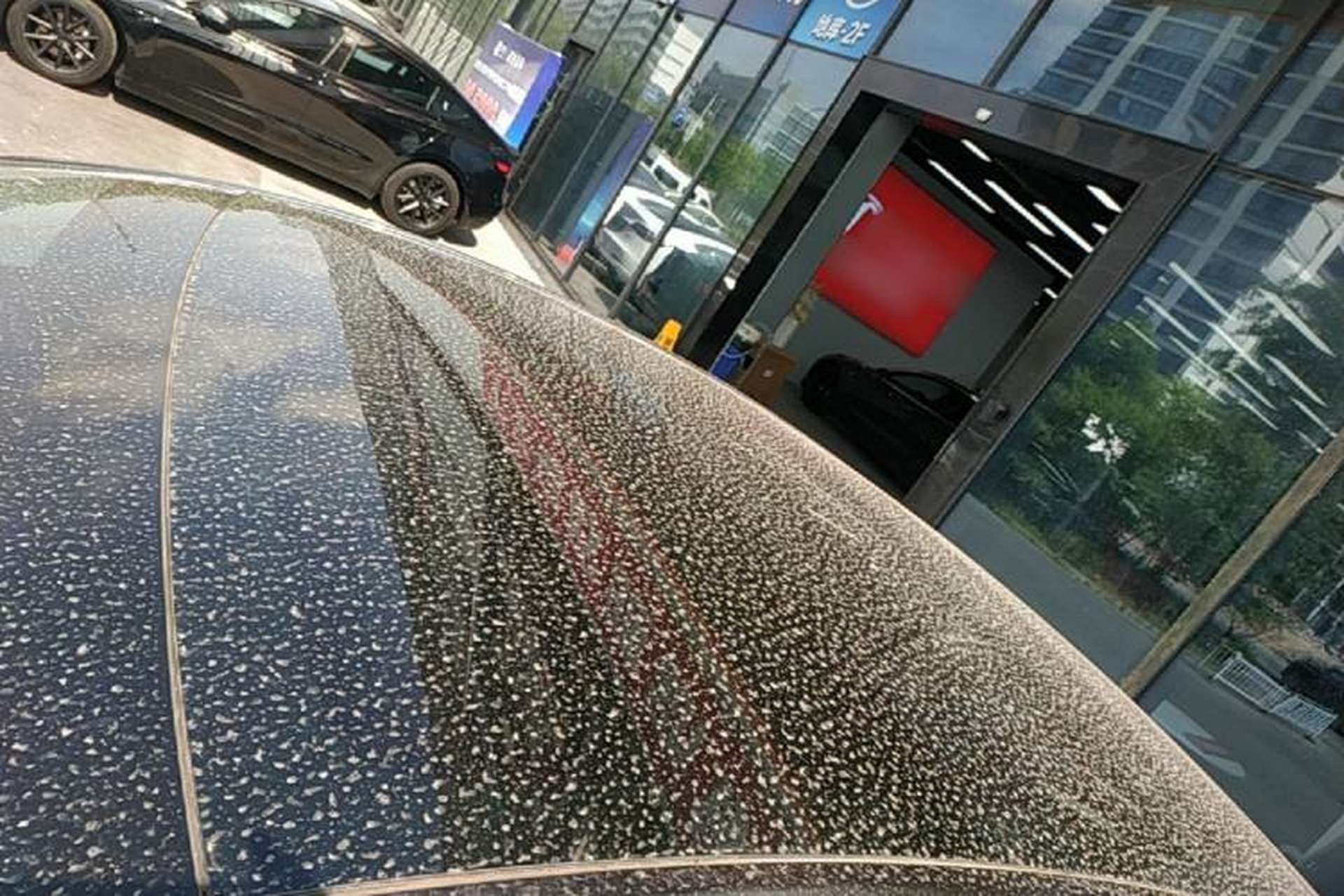 Used Tesla Model Y 2024 Rear-Wheel-Drive Version Roof