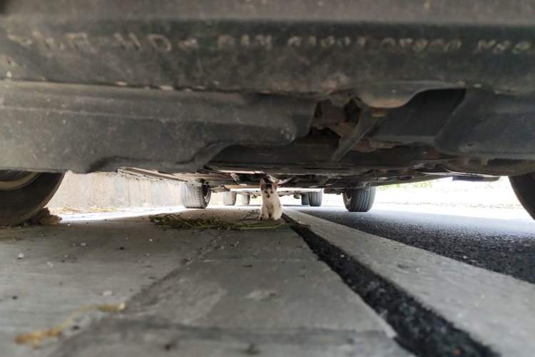 Used Toyota Corolla 2011 1.6L Automatic GL Chassis Front