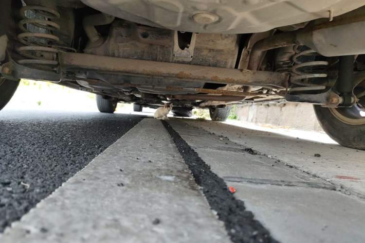 Used Toyota Corolla 2011 1.6L Automatic GL Chassis Rear