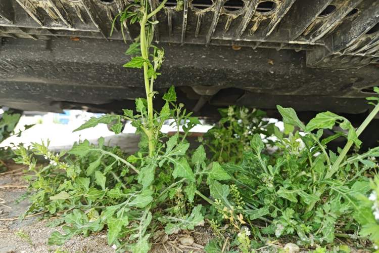 Used Toyota Corolla 2011 1.8L CVT GL-i Chassis Front