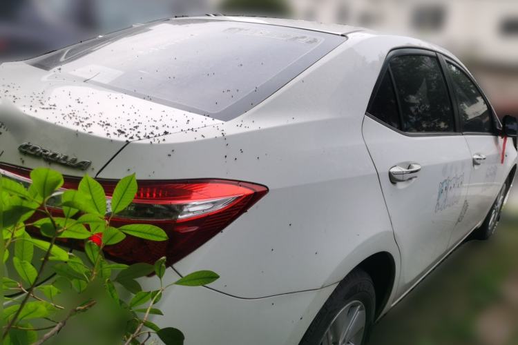 Used Toyota Corolla 2017 1.6L CVT GL Rear Right 45 Deg