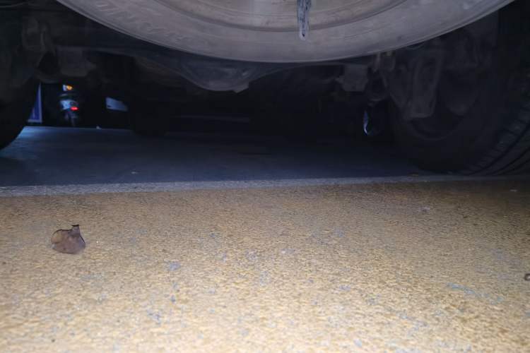 Used Toyota Land Cruiser 2010 4.0L Automatic VX Chassis Rear