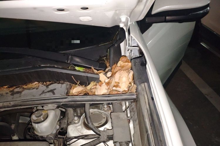 Used Toyota RAV4 2019 2.0L CVT Two-Wheel Drive ZhiShang Version China VI Standard Engine Bay Left