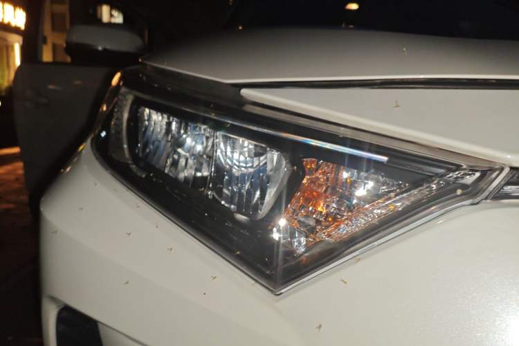 Used Toyota RAV4 2020 2.0L CVT 4x4 Trend Edition Right Front Headlight
