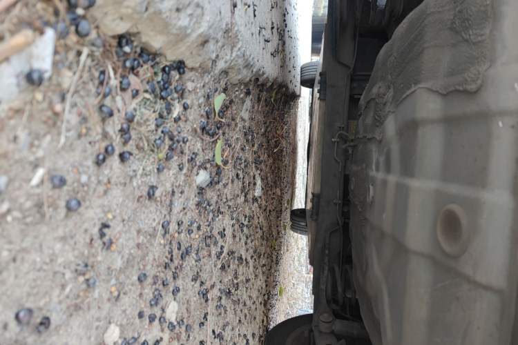 Used Venucia D60EV 2023 PLUS Comfort Edition RJ Model Chassis Rear