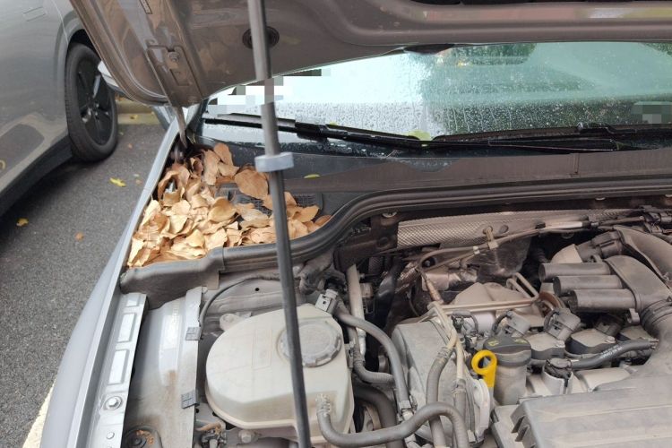 Used Volkswagen Golf 2021 280TSI DSG Pro Engine Bay Right