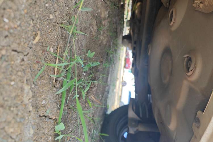 Used Volkswagen Polo 2016 1.6L Automatic Comfort Model Chassis Rear